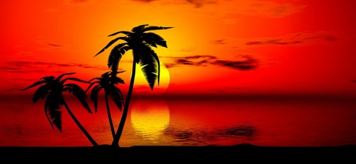 Tropical palm tree graphic - palm,