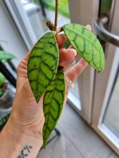 Hoya Callistophylla with peduncle ? (Combined Postage Available)
