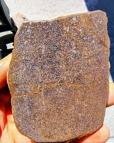 Utah dinosaur bone fossil slab - bone,