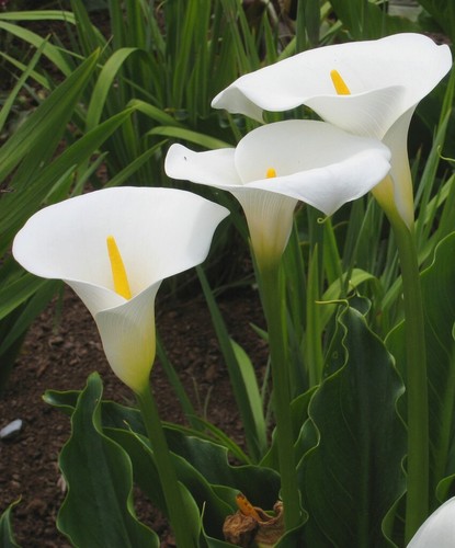 Zantedeschia aethiopica 10 - zantedeschia,