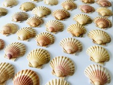 Scallop shells round natural - shells,