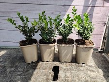 4 x 9cm Ilex Crenata ' Jenny' Like Buxus Boxwood Evergreen 1L Pots