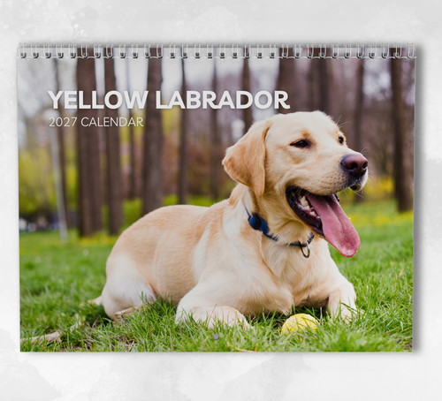 Yellow labrador calendar 2027 - yellow,
