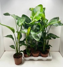 XXL Strelitzia Nicolai Established, Easy Care Indoor / House Plant, 17cm Pot