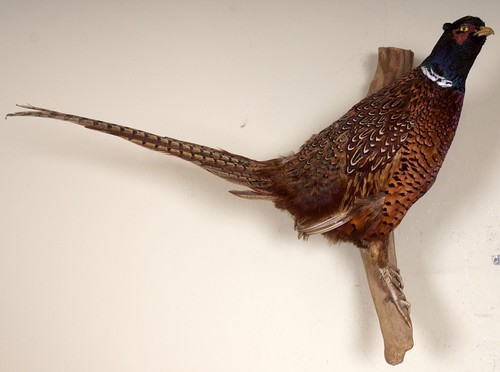 Beautiful hunting pheasant - beautiful,