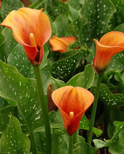 Three mango coloured calla - mango,