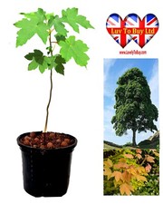 Sycamore Tree (Acer pseudoplatanus) – Healthy Young Tree  – 30–60cm Stem