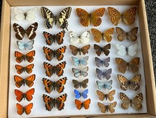 A COLLECTION OF 35 BUTTERFLY