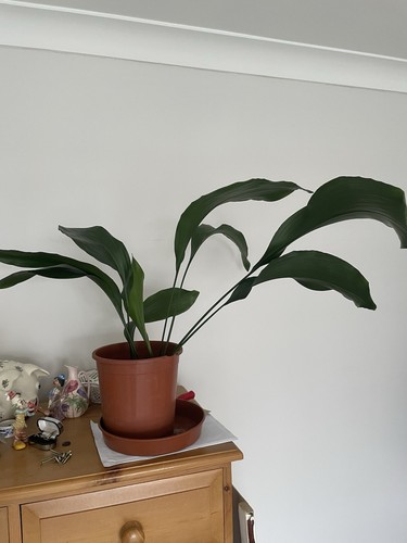 Aspidistra plant - aspidistra,