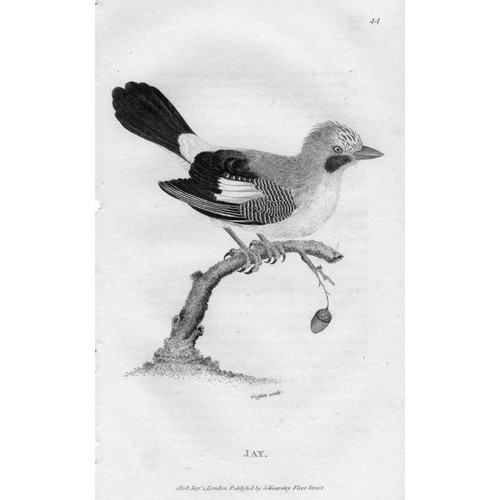 Birds the jay - -, antique