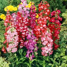Beardtongue Penstemon hartwegii Sensation mixed 900 seeds+FREE  PLANT LABEL