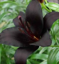 Lily Night Rider Asiatic Lily Bulb Unusual Rare Black Flowers Pots  x 5 Bulbs