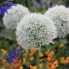 20 x SEEDS ALLIUM MOUNT