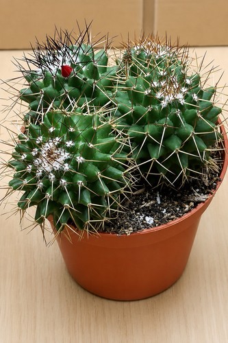 Mammillaria polythele