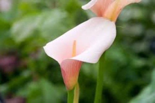 Arum lily pink splash - splash', seeds