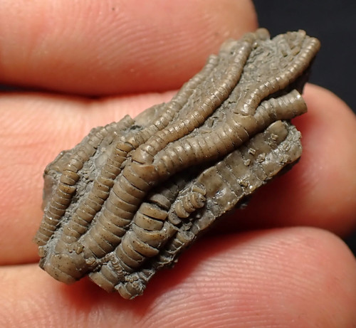Small detailed crinoid head - detailed, 3d