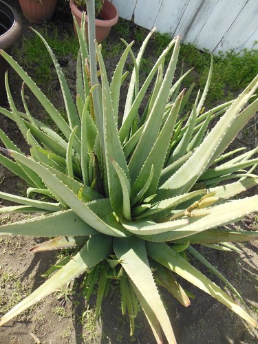 Aloe vera fresh - fresh, leaves