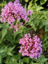 2x Centranthus ruber
