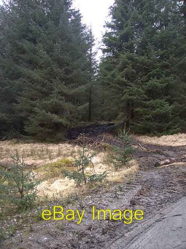 Photo 6x4 access for forest - access,