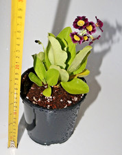 Purple Auricula  Plant