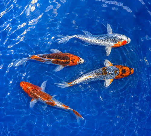 Kujaku koi live fish - kujaku,