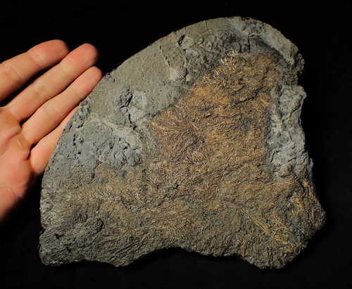 Large uncommon crinoid colony