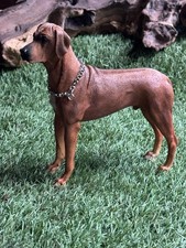 Rhodesian Ridgeback Dog Best
