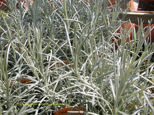 Curry plant organic 9cm - -,