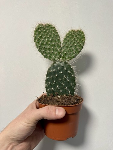 Mexican prickly pear bunny ear - mexican,