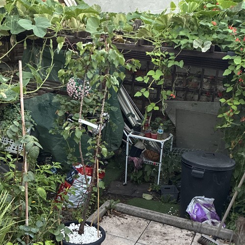 Apricot tree potted - (prunus),