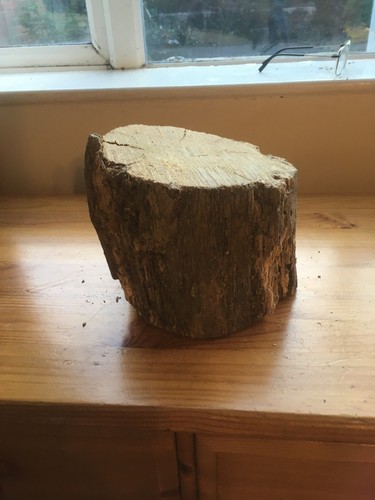 Oak wood tree - , section