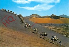 Picture Postcard::Canterbury, Camels Caravan