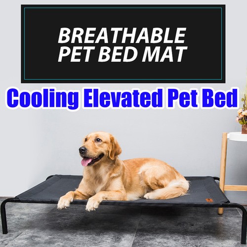Premium dog pet - dog, elevated
