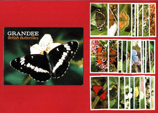 BRITISH BUTTERFLIES -