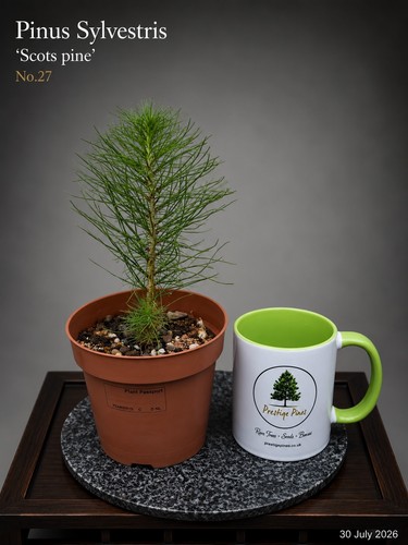 Scots pine bonsai starter - scots,