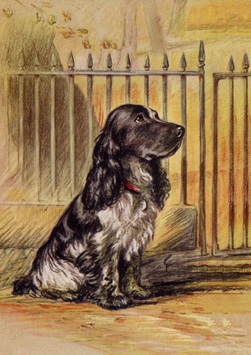 Cocker spaniel dog greeting - cocker,