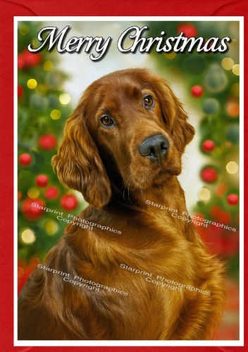 Irish setter red dog christmas - irish,