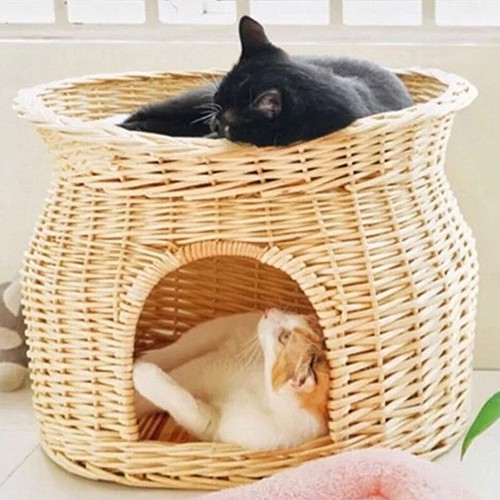 Double cat kitten - double, cat/kitten/puppy