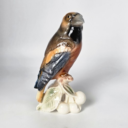 Goebel kernbeisser hawfinch - goebel,