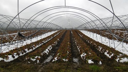 Photo 6x4 strawberries - photo,