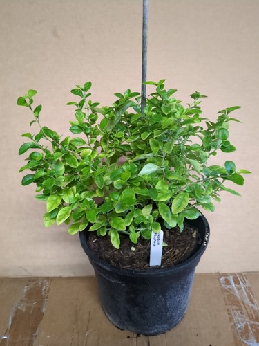 Brazilian fuchsia jacobinia - brazilian,