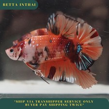 Live Betta Fish Giant Koi Nemo