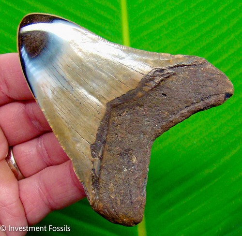 Megalodon shark tooth real - megalodon,