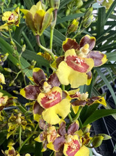 Oncidium Pupukea Sunset x