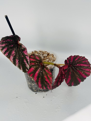 Begonia large brevirimosa