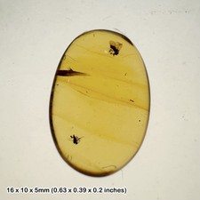 99 million-year-old burmese