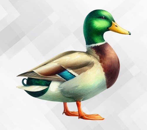 Mallard duck wall vinyl - wall,