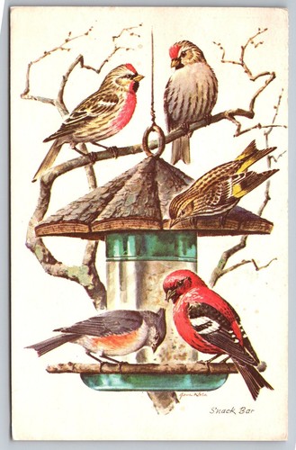 Redpoll pine siskins tufted - pine,