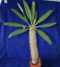 Pachypodium Lamerei var. Ferense   cactus & succulent