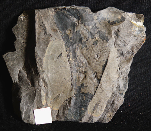 Oldest carboniferous ginkgo - carboniferous,